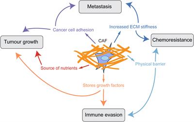 Regulation of Extracellular Matrix Production in Activated Fibroblasts: Roles of Amino Acid Metabolism in Collagen Synthesis